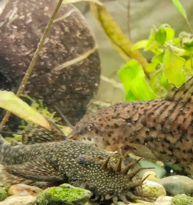 Анциструс взрослые самцы