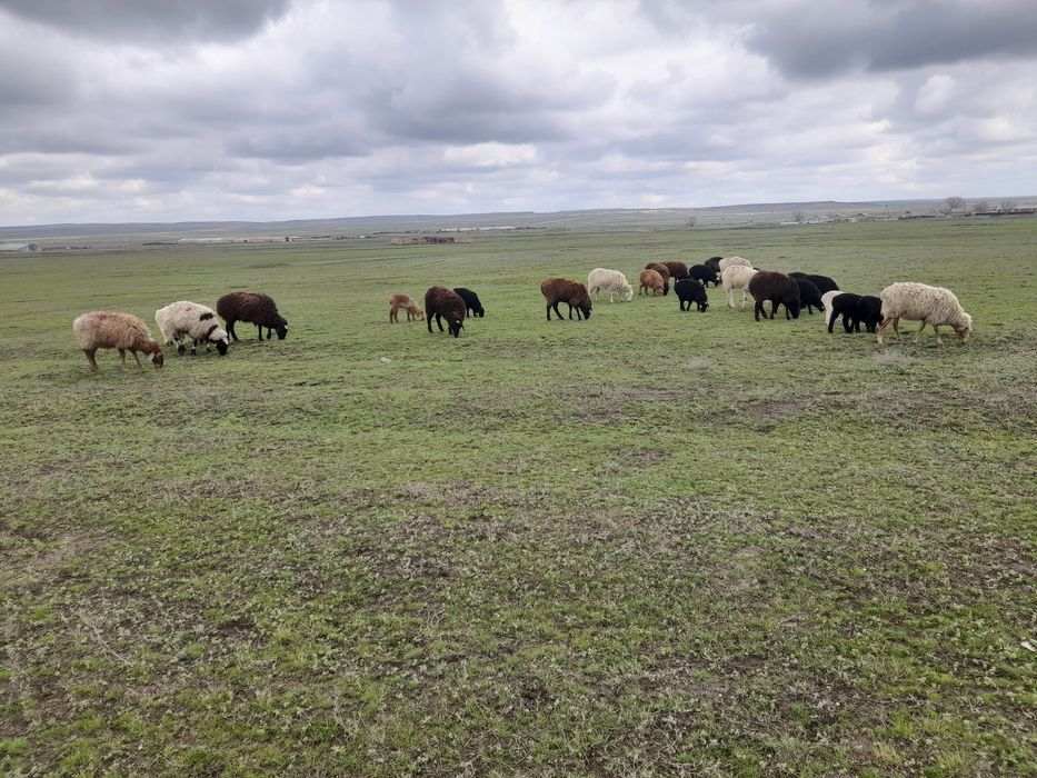 Продам овец с ягнятами