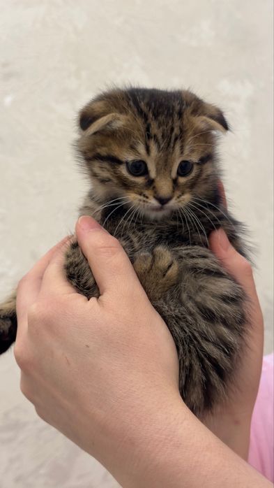 Продаются котята шотландские фолды