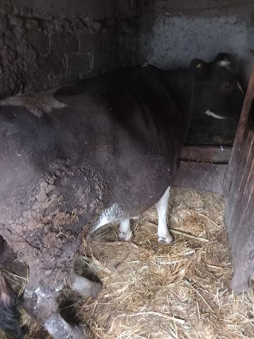 Vand vaca cu vitel in burta