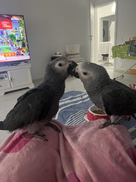 Vand pui Jako 3 luni.  Extrem de iubitor.