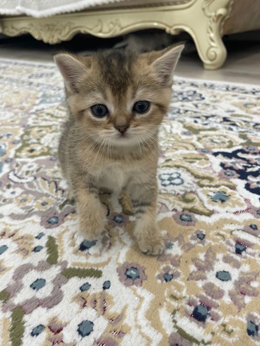 Шотландские шиншиллы