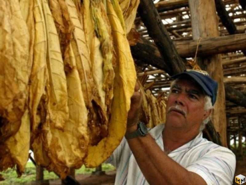 vand frunze uscate in cuptor