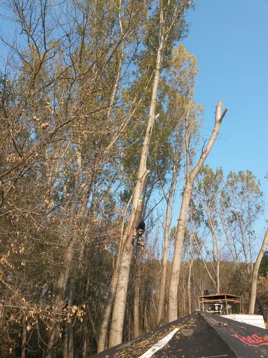 Рязане на опасни дървета