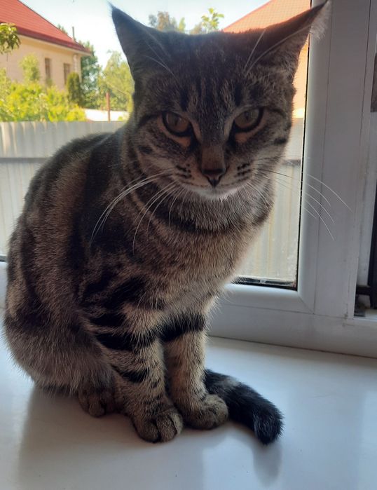 Ласковая девочка в добрую семью