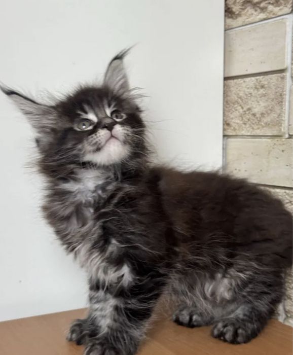 Мейн Кун  котёнок