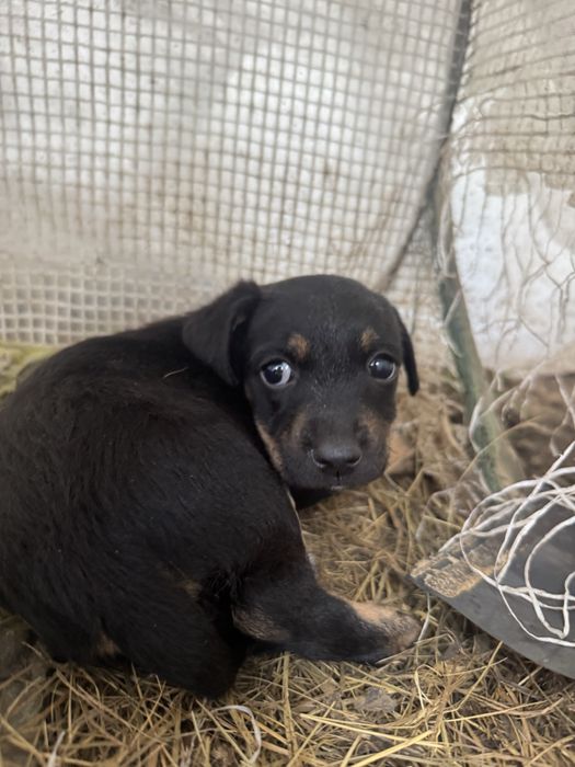 Pui de cățel spre adopție – talie mică/medie, foarte iubitori și jucăuși