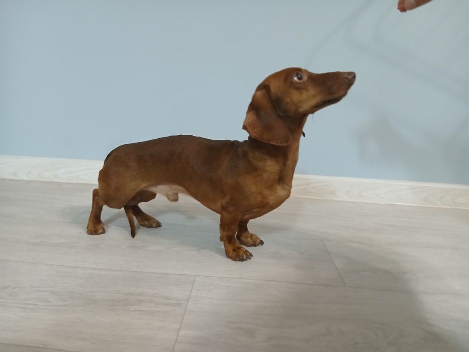 ВЯЗКА |Кроличья такса| Элитный кобель