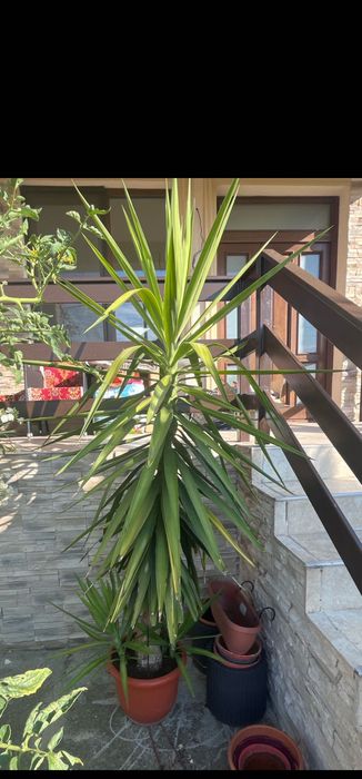 Palmier Yucca de interior 2 m – plantă ornamentală mare