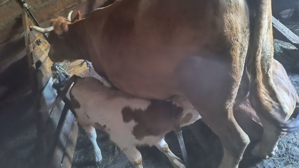 Vaca cu vițel de vanzare