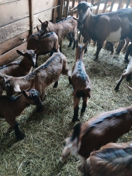 Vând sau schimb iezi