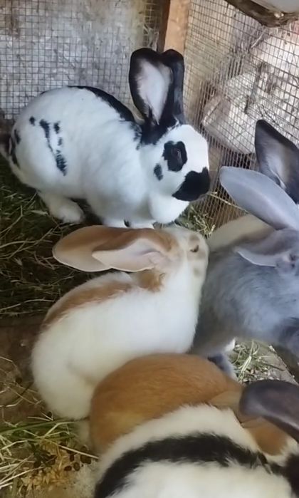 Строкач болалари сотилади