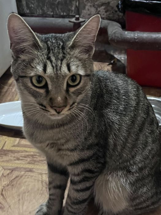 Коты мальчики бесплатно
