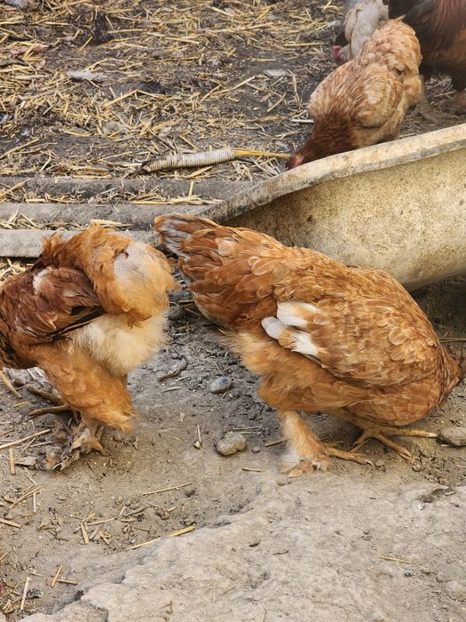 Брама и местный курицы общий 11 хамаси бирдан