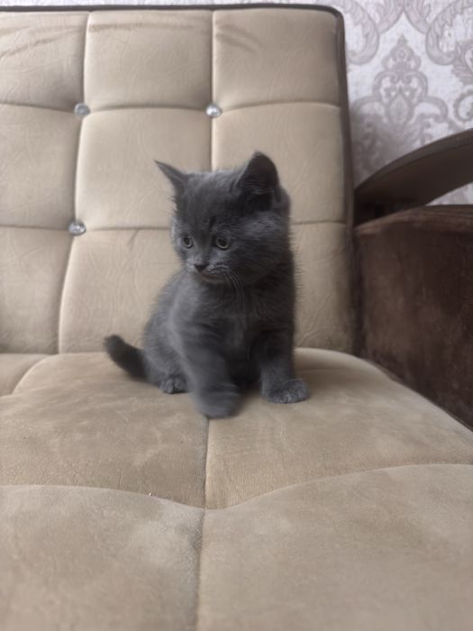 Скоттиш страйт девочка