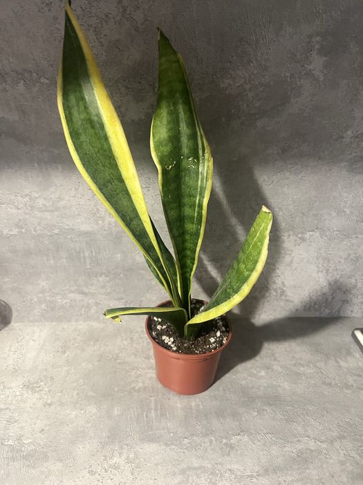 Продам цветок Санцеверия