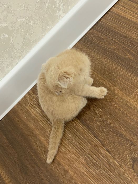 Шотландская вислоухая и прямоухая