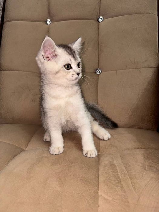 Серебристая шиншила , чистакровная парода