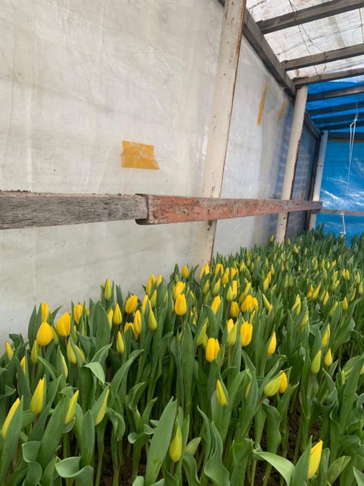 тюльпаны голандские