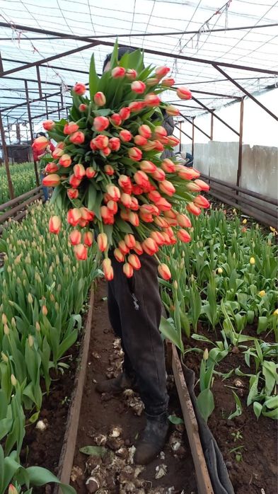 ТЮЛЬПАНЫ К 8 МАРТА / Свежые / Крупные