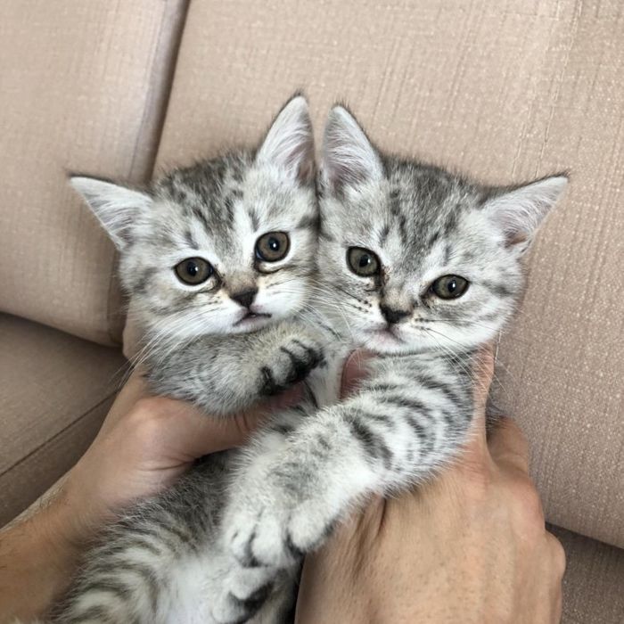 Котятки Милашки!