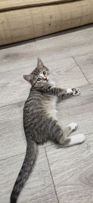 Отдам котёнка в хорошие руки