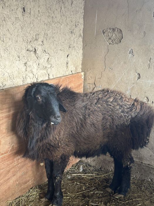 Қой сатылпды 1 қошкар 2 қой