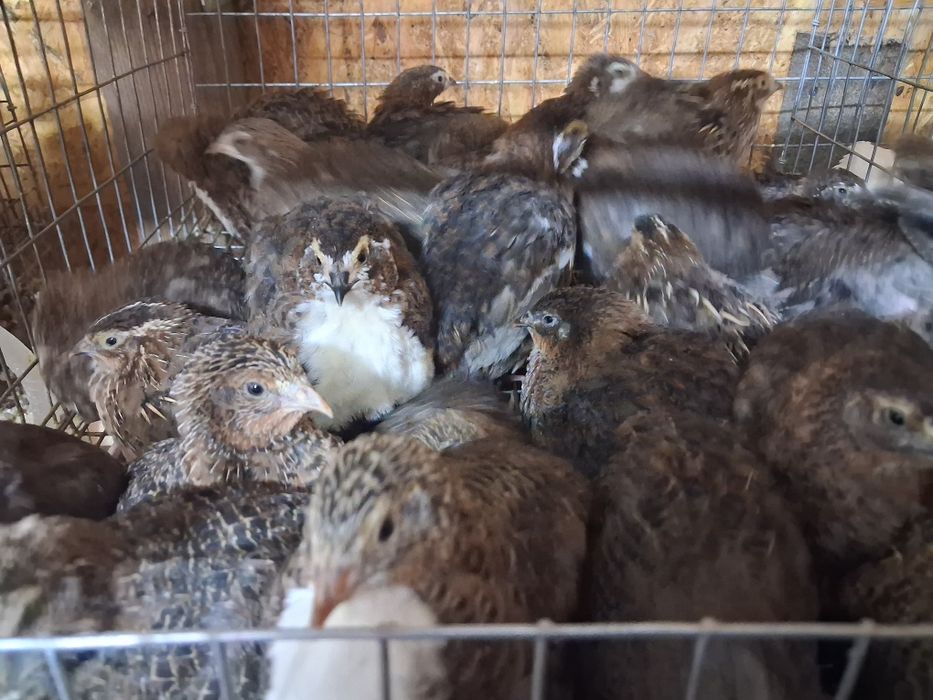 Prepelite preouătoare