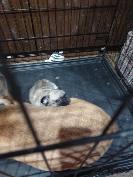 Французский  бульдог  щенки