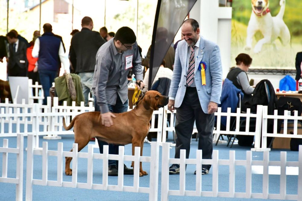 Dresaj canin / lecții de dresaj