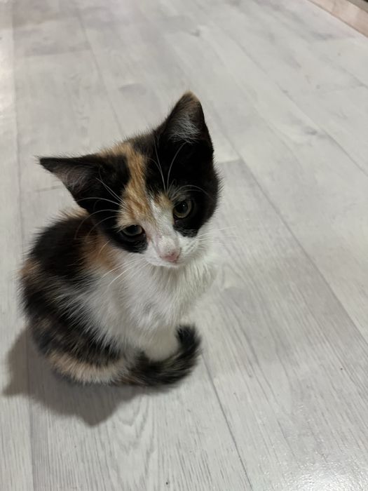Беспоатно котята