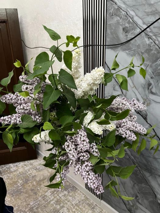 Продаются сирени