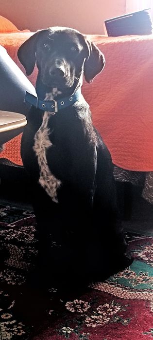 Найдена собака охотничьей породы.