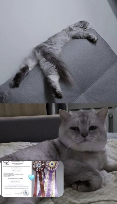Шотландский скоттиш страйт, мальчик