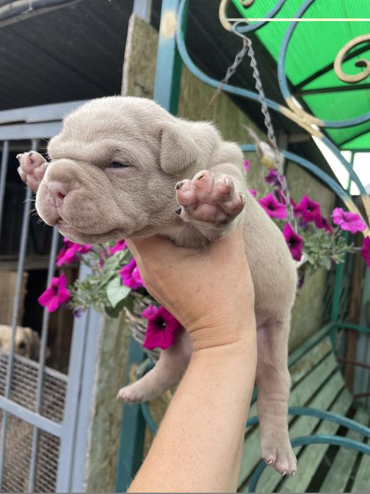 Шикарные детки булли американский