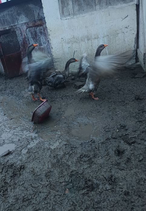 Vând familie de gâște