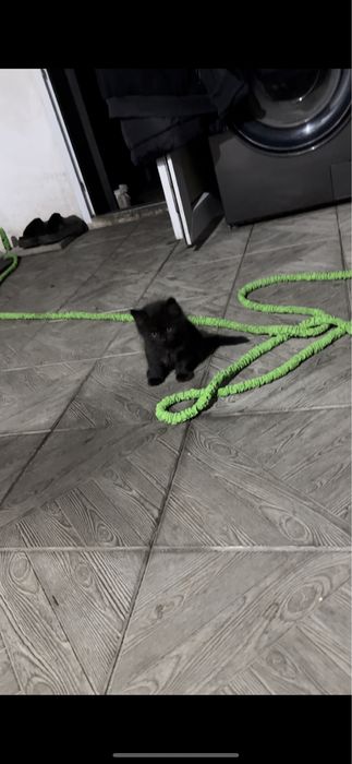 Котенок черный пушок