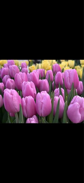 Тюльпаны в Балхаше