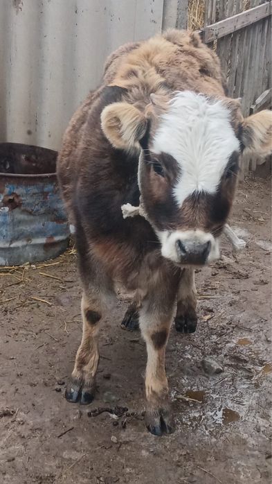 Тёлка достовка есть