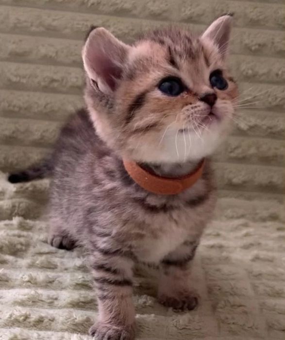 Британские котята