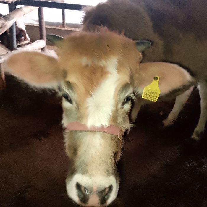 Shved sigirlar 32 mln