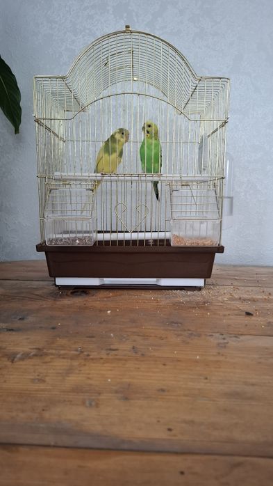 Продам попугая. 2 шт.