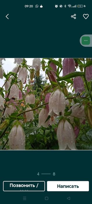 Колокольчики сортовые