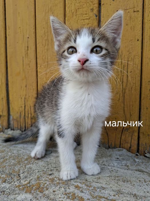 Котята в добрые руки