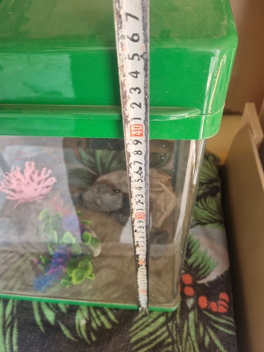 Аквариум с треском для тераримума