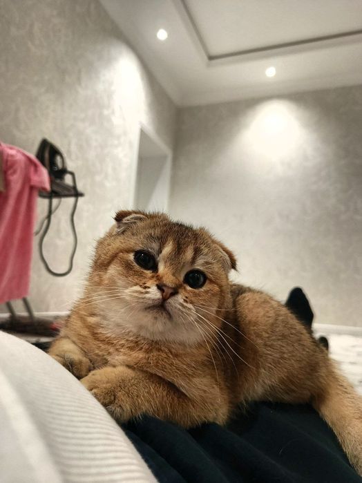 Британский золотой шиншилла