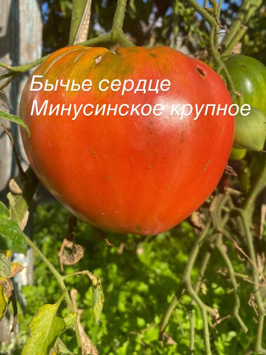 Семена помидор редкие сорта