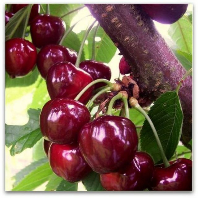 Мевали кучатлар карлик ва полкарлик сифатига суртига 100% кафолат бера