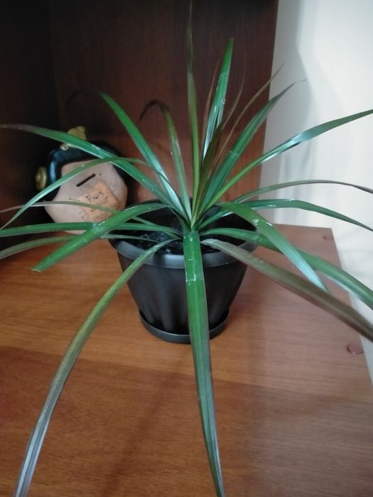 Продам   драцену