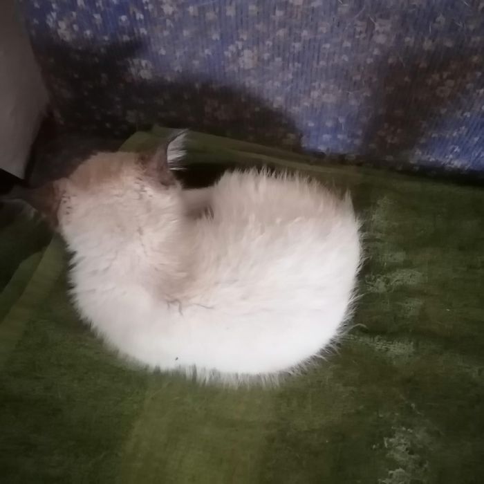 Котята мальчики ищут дом